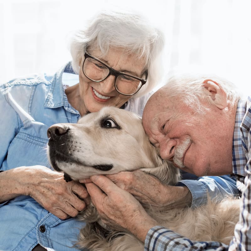 Geriatric Care for Pets, Thornhill