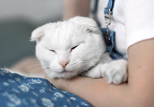 Specialists | Thornhill Veterinary Clinic | Thornhill Speciality & Emergency Vet