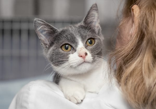 Specialists | Thornhill Veterinary Clinic | Thornhill Speciality & Emergency Vet